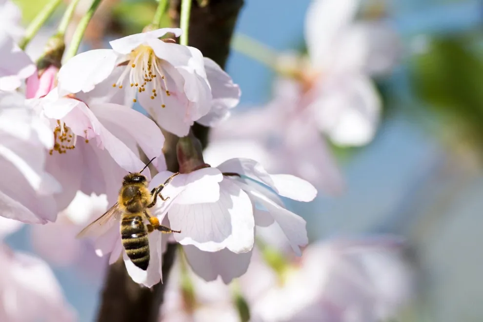 Bee on blooming blossom