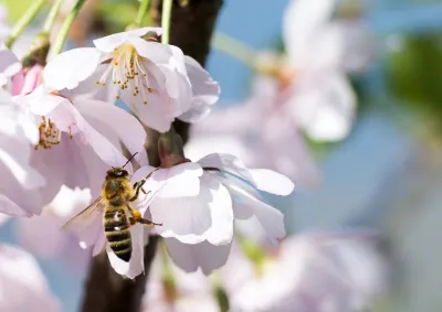 Bee on blooming blossom