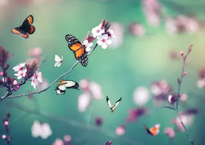 Spring butterflies