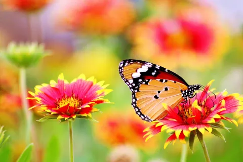 Butterfly on blooming blossom